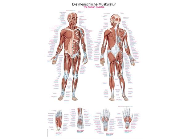 Plakat Human musculature AL100